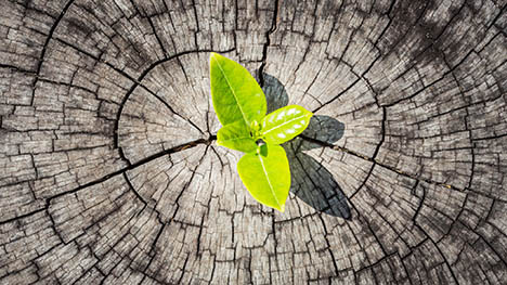 Le Festival de films pour l’environnement lance son appel d’inscription