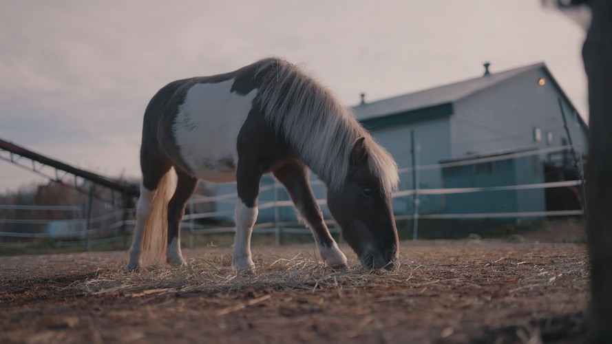 La deuxième saison de « Ces animaux qui nous veulent du bien » débute sur AMI-télé