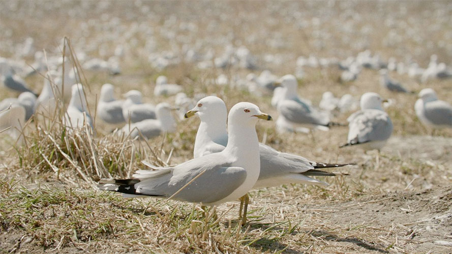 La première du film « Les héritiers » de Serge-Olivier Rondeau aura lieu au DOK Leipzig en Allemagne