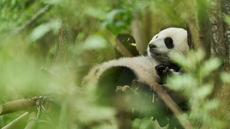 Sphère Films coordonne la sortie québécoise de « Moon le panda »