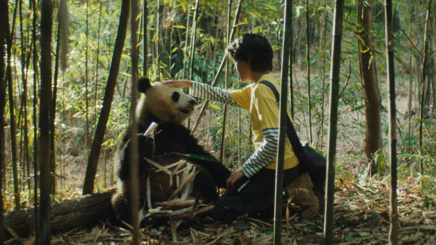 « Moon le panda » prend l’affiche au Québec le 18 avril 2025